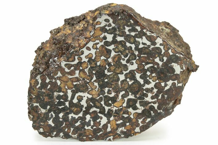 Polished Sericho Pallasite Meteorite (g) - Kenya #232274